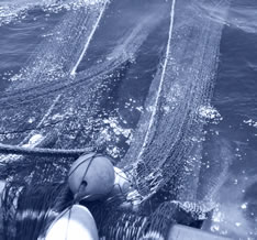foto-general-pesca-malleta-mediterraneo